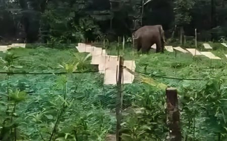 തൊടുപുഴയില്‍ കാട്ടാനയെ തുരത്താനുള്ള ശ്രമത്തിനിടെ താല്‍ക്കാലിക വാച്ചർക്ക് പരിക്ക്.