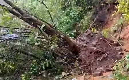 കട്ടപ്പന ചെറുതോണി റൂട്ടിൽ മണ്ണിടിഞ്ഞ് വാഹന ഗതാഗതം തടസപ്പെട്ടു