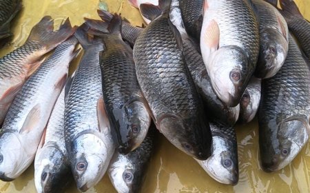 മഴ  : ഇരട്ടയാർ ഡാമിലെ മീൻ : സ്പെഷ്യൽ സ്റ്റോറി