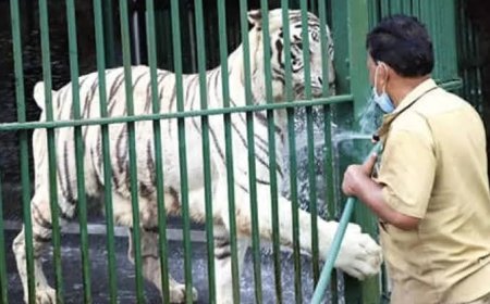 കടുവയുടെ ആക്രമണം ; മൃഗശാല ജീവനക്കാരന് പരിക്ക്