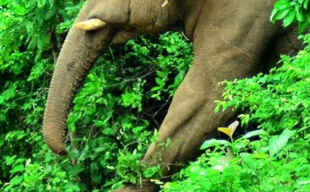 പെരുവന്താനത്തുണ്ടായ കാട്ടാന ആക്രമണത്തില്‍ ടാപ്പിങ് തൊഴിലാളിക്ക് ദാരുണാന്ത്യം