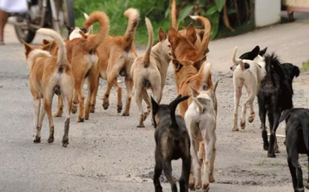 തെരുവ് നായ അനുവദിക്കാതെ ഈ സ്കൂളിൽ കയറാനാവില്ല സർ.....