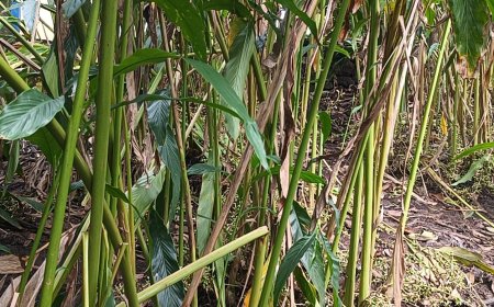 ഏലത്തിന്റെ വില ഉയരുന്നുവെങ്കിലും പ്രതികൂല കാലാവസ്ഥയും ചെലവും മൂലം കര്‍ഷകര്‍ പ്രതിസന്ധിയില്‍