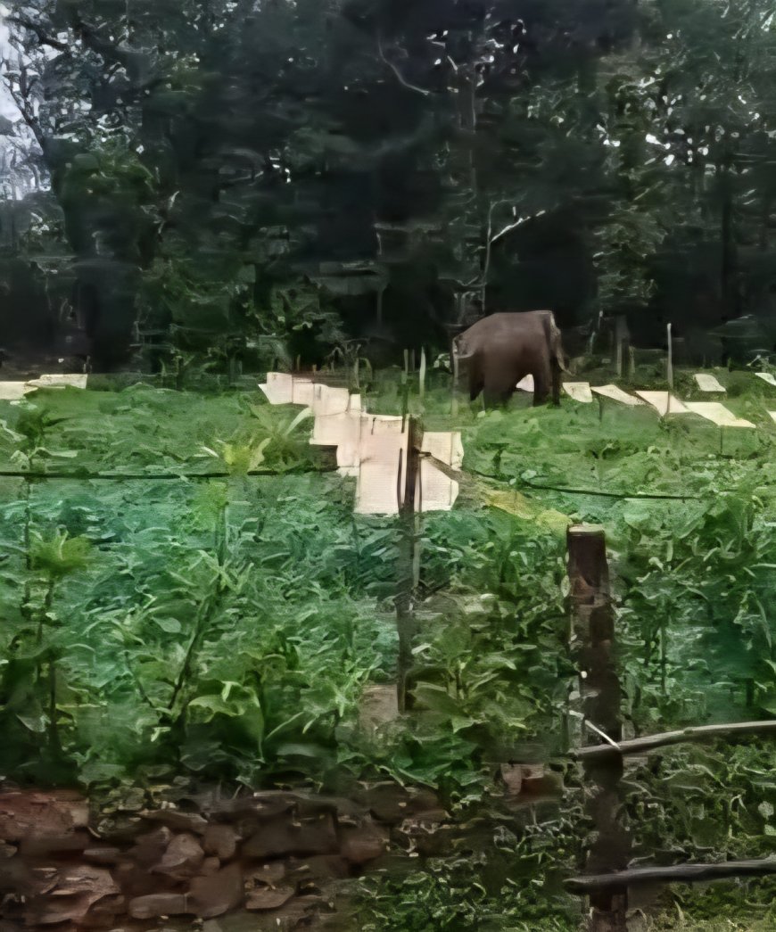 തൊടുപുഴയില് കാട്ടാനയെ തുരത്താനുള്ള ശ്രമത്തിനിടെ താല്ക്കാലിക വാച്ചർക്ക് പരിക്ക്.
