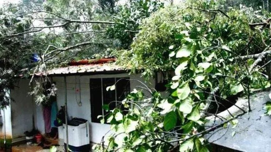 കാറ്റില് വൻമരം വീണ് വീടിന്റെ മേല്ക്കൂര തകര്ന്നു