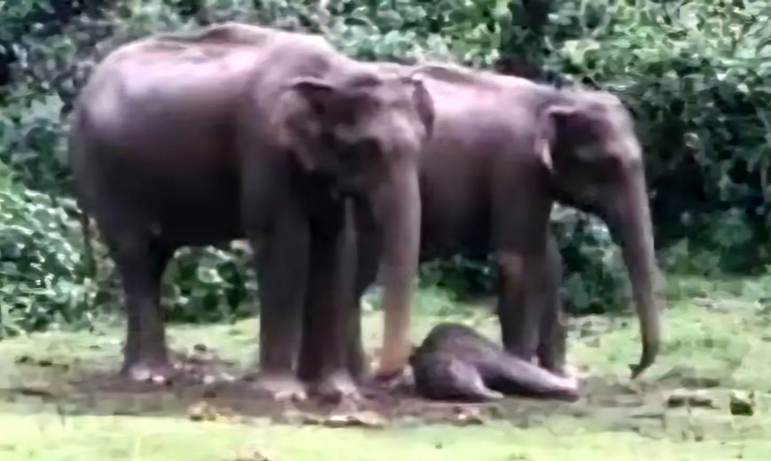 മൂന്നാര്‍ മാട്ടുപ്പെട്ടിയില്‍ കാട്ടാന പ്രസവിച്ചു