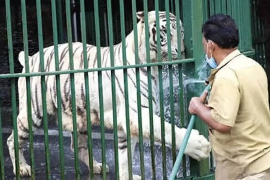 കടുവയുടെ ആക്രമണം ; മൃഗശാല ജീവനക്കാരന് പരിക്ക്
