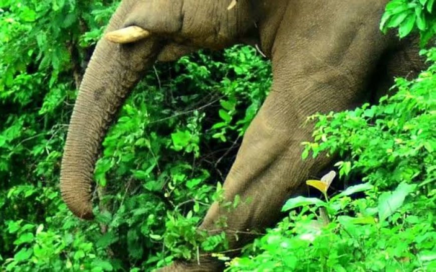 പെരുവന്താനത്തുണ്ടായ കാട്ടാന ആക്രമണത്തില് ടാപ്പിങ് തൊഴിലാളിക്ക് ദാരുണാന്ത്യം