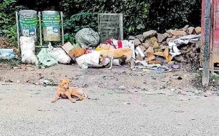 മൂന്നാറിൽ തെരുവ് നായ്ക്കളെ പിടികൂടി ജീവനോടെ കുഴിച്ചു മൂടിയെന്ന് ആരോപണം