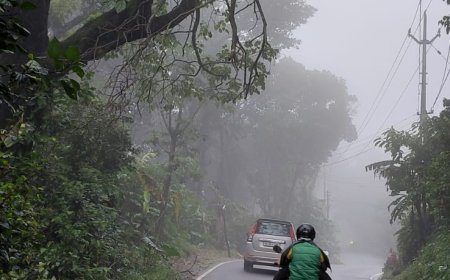 പുളിയൻമല കമ്പനിപ്പടി ഭാഗത്ത് ഒടിഞ്ഞു തൂങ്ങി ചീമ മുരിക്ക് :   പതിയിരിക്കുന്നത്  വൻ അപകടം