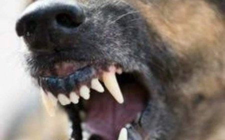 1880 ല്‍ പാരീസില്‍ നായ്ക്കളെ കൊന്നപ്പോള്‍ സംഭവിച്ചത് ഇതാണ്: എതിര്‍പ്പുമായി മനേക ഗാന്ധി.