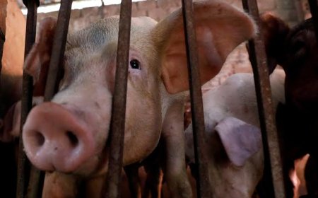 കഞ്ഞിക്കുഴി പഞ്ചായത്തില്‍ പന്നിപ്പനി