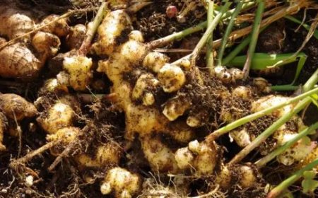 ഇഞ്ചി വിലയും ഇടിഞ്ഞു : ഓണക്കാലത്ത് ദുരന്തത്തിലായി കർഷകർ