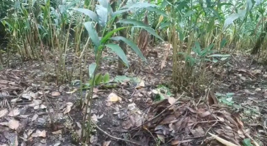 അട്ടപ്പള്ളത്ത് ഒന്നര ഏക്കറിലെ ഏലം കൃഷി നശിപ്പിച്ചു