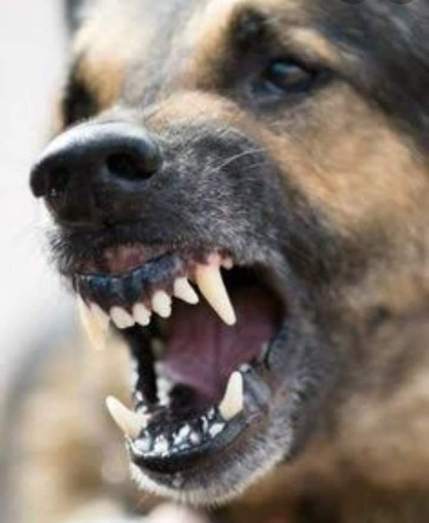 1880 ല്‍ പാരീസില്‍ നായ്ക്കളെ കൊന്നപ്പോള്‍ സംഭവിച്ചത് ഇതാണ്: എതിര്‍പ്പുമായി മനേക ഗാന്ധി.