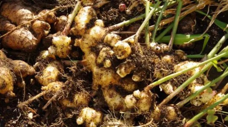 ഇഞ്ചി വിലയും ഇടിഞ്ഞു : ഓണക്കാലത്ത് ദുരന്തത്തിലായി കർഷകർ