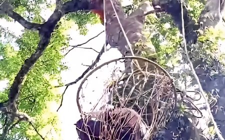 മരത്തില്‍ കുടുങ്ങിയ ഇതരസംസ്ഥാന തൊഴിലാളിയെ നെടുങ്കണ്ടം ഫയര്‍ഫോഴ്‌സ് രക്ഷപ്പെടുത്തി