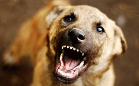 വള്ളക്കടവില്‍ തെരുവുനായ ആക്രമണത്തില്‍ കർഷകന് പരിക്ക്