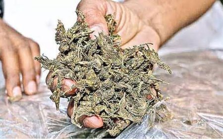 ഇരട്ടയാറിൽ നിന്നും കഞ്ചാവ് പിടികൂടി