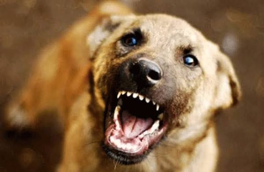 വള്ളക്കടവില്‍ തെരുവുനായ ആക്രമണത്തില്‍ കർഷകന് പരിക്ക്