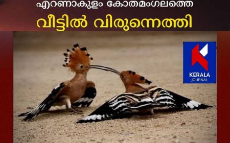 മരണത്തിന്റെ പക്ഷികളായ ഹുപ്പോകൾ വിരുന്നെത്തി