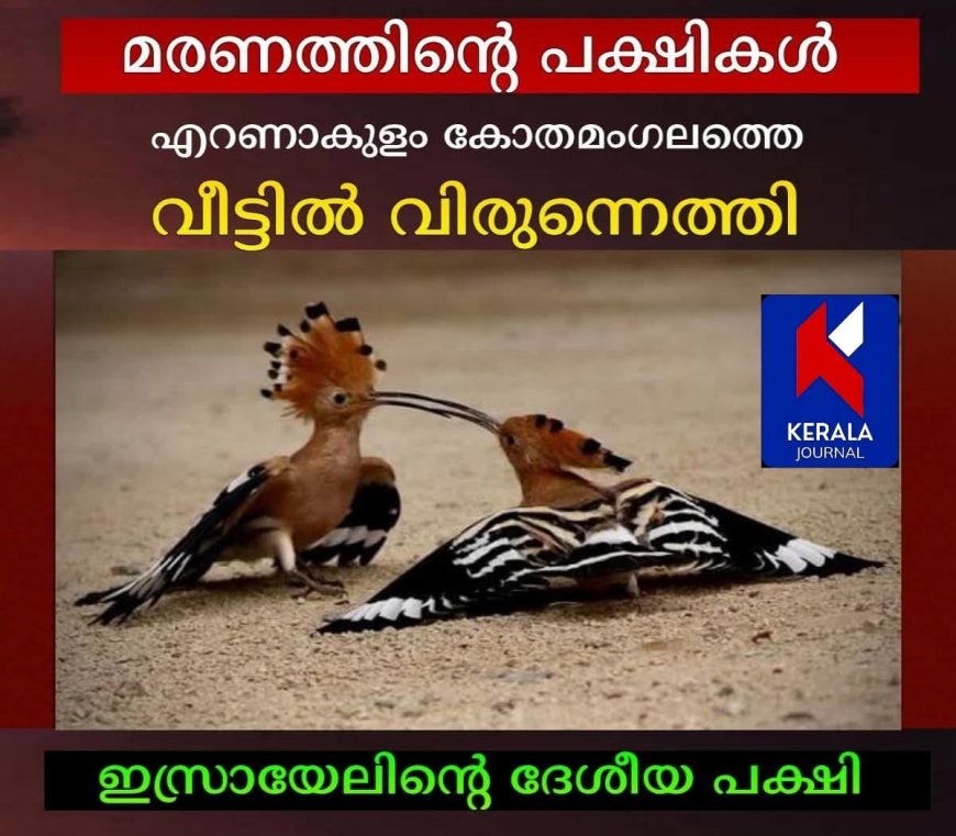 മരണത്തിന്റെ പക്ഷികളായ ഹുപ്പോകൾ വിരുന്നെത്തി