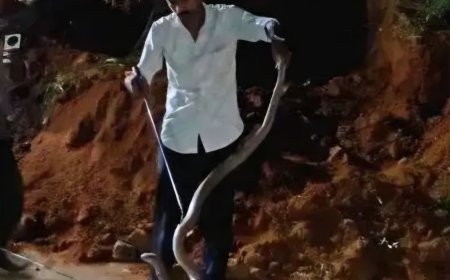 അംഗൻവാടിക്ക് സമീപത്ത് നിന്നും മൂർഖൻ പാമ്പുകൾ പിടികൂടി