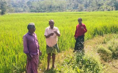 കഞ്ഞിക്കുഴിയിൽ നെല്ലിന് അജ്ഞാത രോഗം; 40 ഹെക്ടർ കൃഷി നശിച്ചു