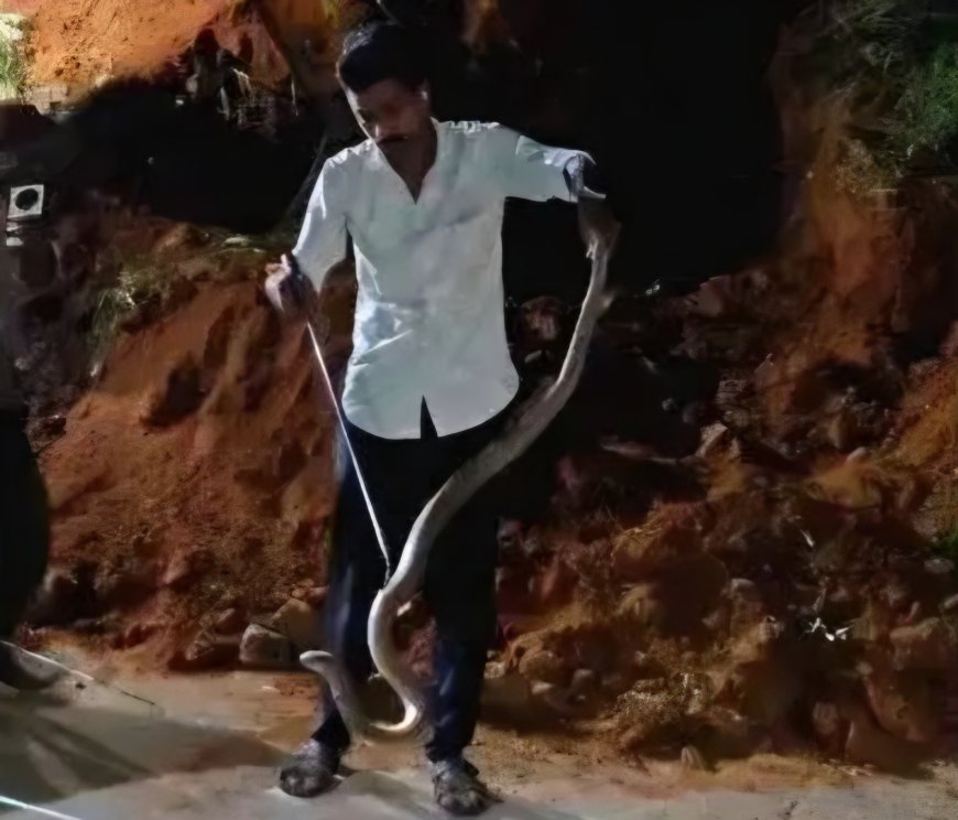 അംഗൻവാടിക്ക് സമീപത്ത് നിന്നും മൂർഖൻ പാമ്പുകൾ പിടികൂടി