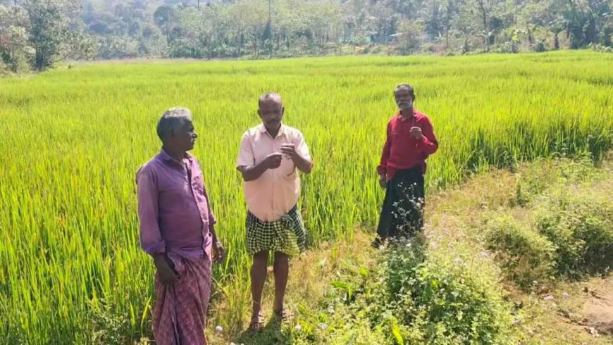 കഞ്ഞിക്കുഴിയിൽ നെല്ലിന് അജ്ഞാത രോഗം; 40 ഹെക്ടർ കൃഷി നശിച്ചു