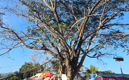 ദിന ചിത്രം