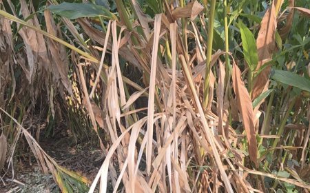 ഇടുക്കി അസാധാരണമായ വരൾച്ചയിലേക്ക് ഏലം മേഖലയ്ക്ക് കനത്ത തിരിച്ചടി