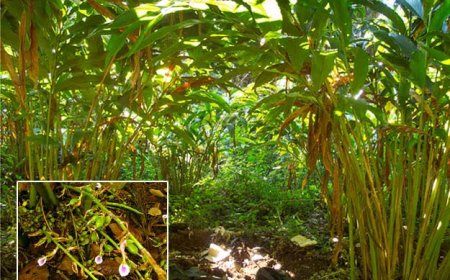 വില ഉയരുമ്പോഴും ഏലക്കൃഷി പ്രതിസന്ധിയിൽ; രോഗവും തൊഴിലാളി ക്ഷാമവും കർഷകർക്ക് തലവേദന