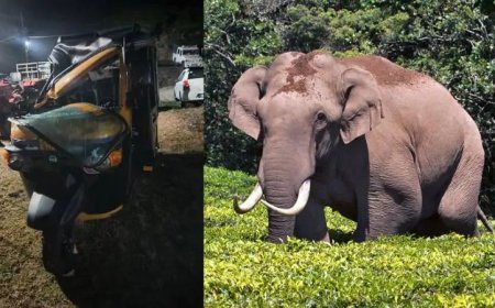 മൂന്നാറിൽ വീണ്ടും പടയപ്പയുടെ പരാക്രമം; ഓട്ടോ തകർത്തു, ഡ്രൈവർ അത്ഭുതകരമായി രക്ഷപ്പെട്ടു