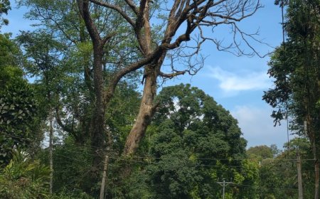 റോഡിലേക്ക് ചാഞ്ഞു നിൽക്കുന്ന ഉണങ്ങിയ വൻ മരങ്ങൾ: അപകട ഭീഷണിയിൽ പുളിയൻമല റോഡ്