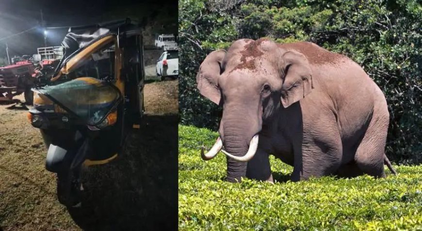 മൂന്നാറിൽ വീണ്ടും പടയപ്പയുടെ പരാക്രമം; ഓട്ടോ തകർത്തു, ഡ്രൈവർ അത്ഭുതകരമായി രക്ഷപ്പെട്ടു