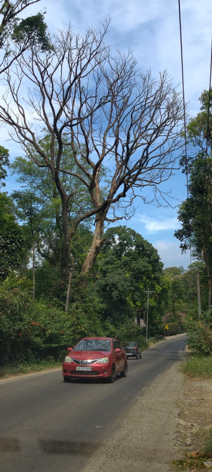 റോഡിലേക്ക് ചാഞ്ഞു നിൽക്കുന്ന ഉണങ്ങിയ വൻ മരങ്ങൾ: അപകട ഭീഷണിയിൽ പുളിയൻമല റോഡ്