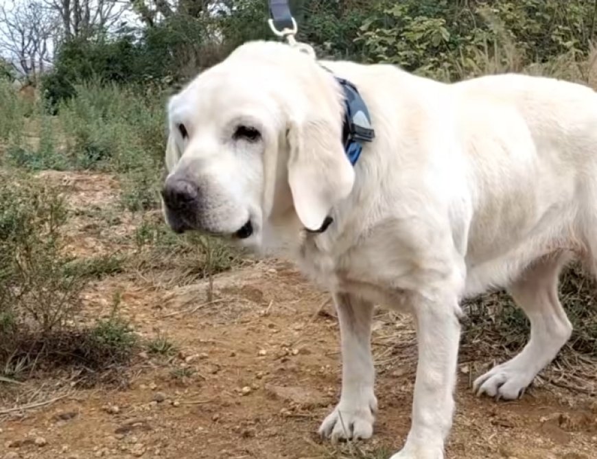 കേരള പോലീസിലെ ആദ്യ നർകോട്ടിക് സ്നിഫർ ഡോഗ് ‘നീലി’ വിരമിച്ചു