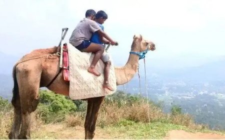 ഒട്ടകത്തലമേട്ടിൽ ഇനി ഒട്ടക സവാരി; സഞ്ചാരികളുടെ പുതിയ ആകർഷണം