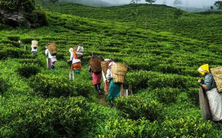 തേയില-ഏലം തോട്ടം തൊഴിലാളികൾക്ക് ദിവസക്കൂലി വർധിപ്പിച്ചു