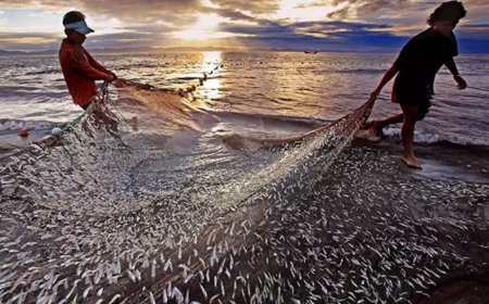 ജില്ലയിൽ മത്സ്യ ഉത്പാദനം വർധിപ്പിക്കും ; മന്ത്രി സജി ചെറിയാൻ