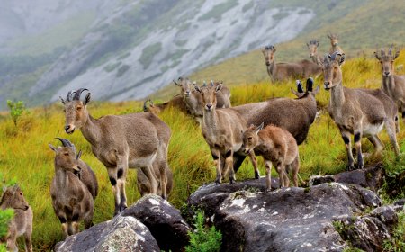 ഇരവികുളം ദേശീയോദ്യാനം ഏപ്രിൽ 1 മുതൽ തുറക്കും