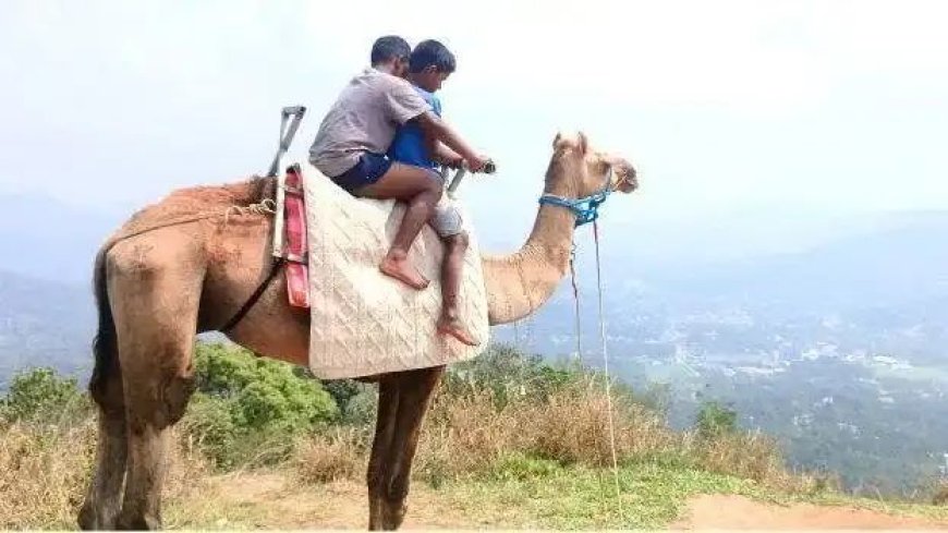 ഒട്ടകത്തലമേട്ടിൽ ഇനി ഒട്ടക സവാരി; സഞ്ചാരികളുടെ പുതിയ ആകർഷണം