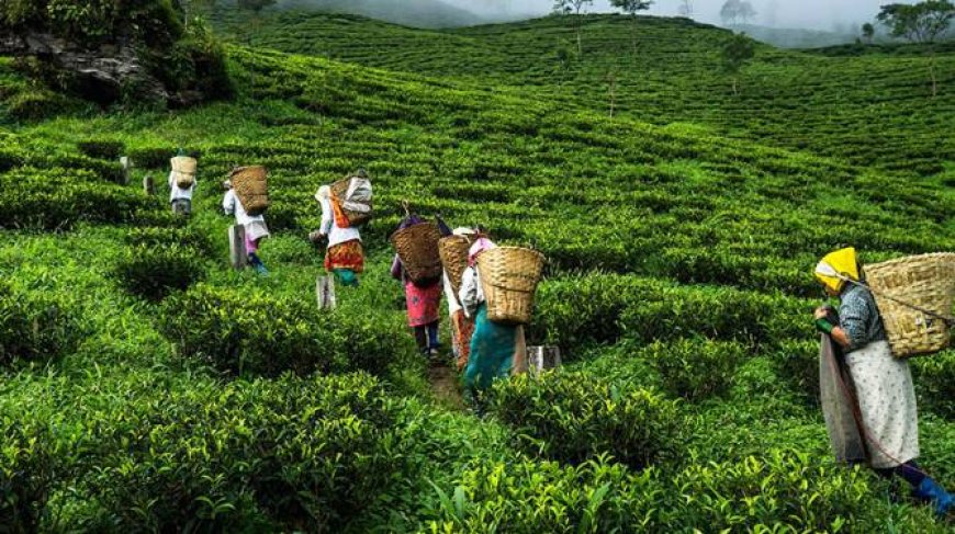തേയില-ഏലം തോട്ടം തൊഴിലാളികൾക്ക് ദിവസക്കൂലി വർധിപ്പിച്ചു