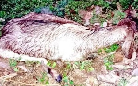 ആടിന് രക്ഷകരായി അഗ്നിരക്ഷാസേന