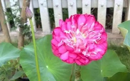 കട്ടപ്പനയില്‍ സഹസ്രദളപത്മം വിരിഞ്ഞു