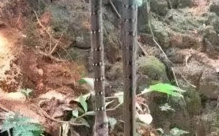 കുടിവെള്ള ഹോസിൽ പാമ്പ്; മുറ്റത്ത് കളിച്ചിരുന്ന വിദ്യാര്‍ഥിക്ക് കടിയേറ്റു