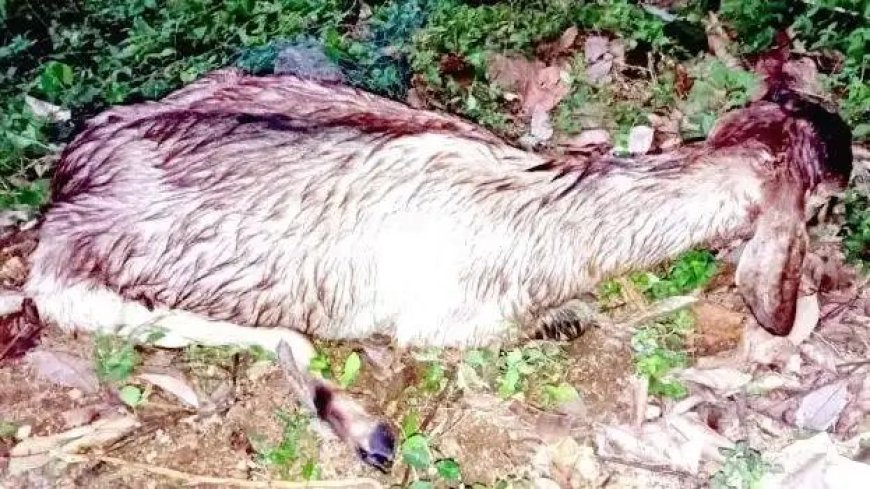 ആടിന് രക്ഷകരായി അഗ്നിരക്ഷാസേന