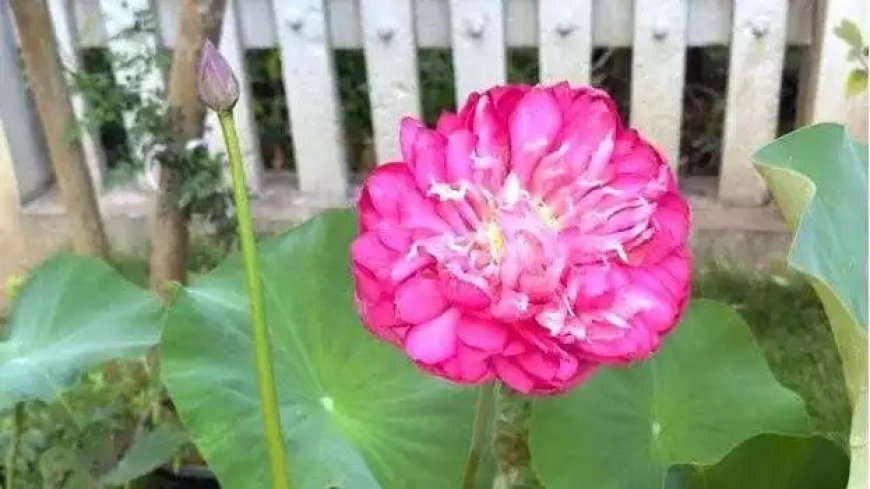 കട്ടപ്പനയില്‍ സഹസ്രദളപത്മം വിരിഞ്ഞു