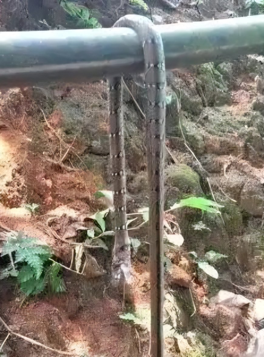 കുടിവെള്ള ഹോസിൽ പാമ്പ്; മുറ്റത്ത് കളിച്ചിരുന്ന വിദ്യാര്‍ഥിക്ക് കടിയേറ്റു